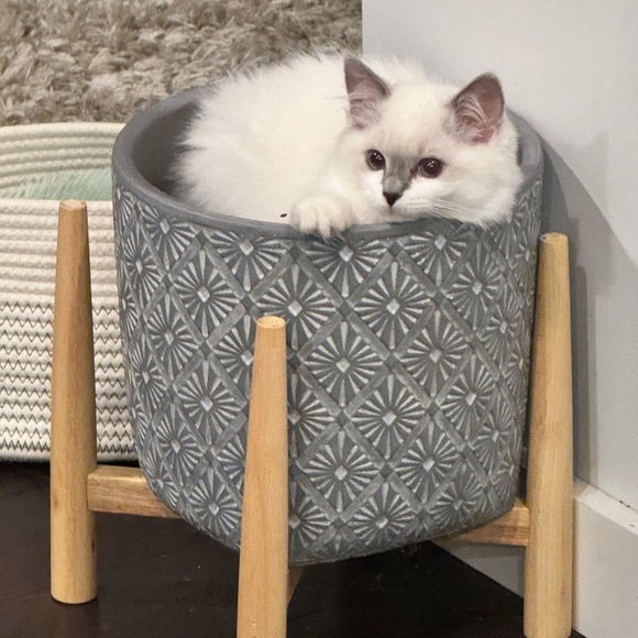 ✨ HFossiano is LIVE - Luxury /Designer Show✨ - Picture 8 of 11